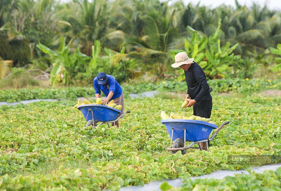 Những ngày này, trên các cánh đồng ở xã Mỹ An, phường Khánh Hậu (Tây Ninh) và các khu vực lân cận không khí thu hoạch dưa gang diễn ra tất bật.