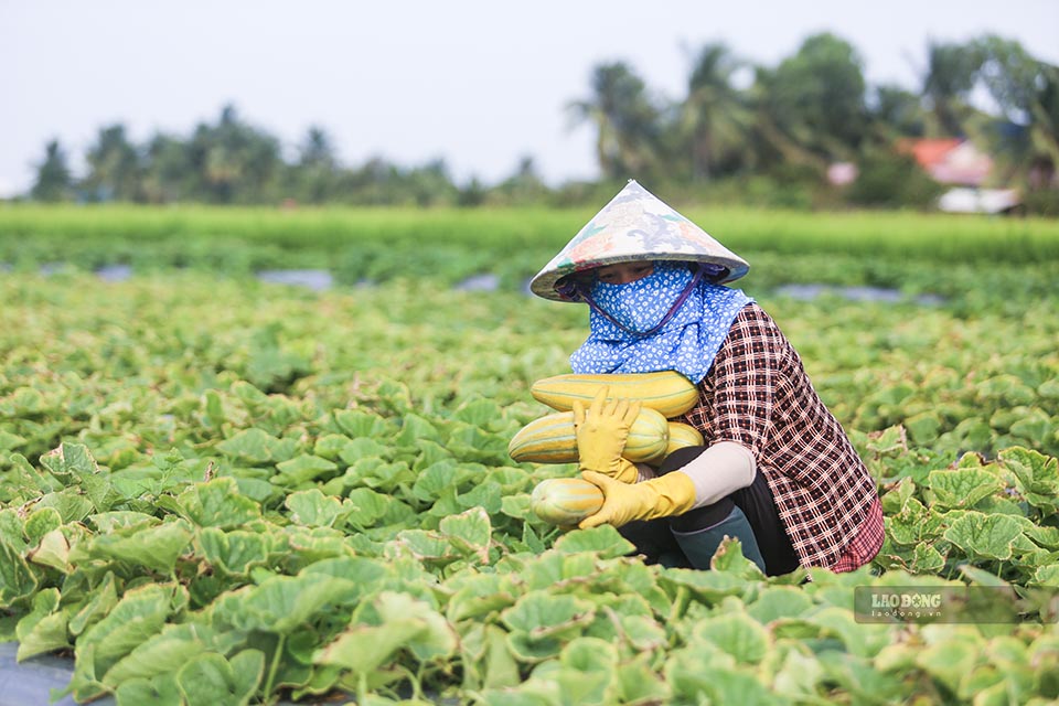 Chị Nguyễn Thị Thanh (ấp 7, xã Mỹ An) cho biết: “So với trồng lúa, dưa gang dễ trồng hơn, ít tốn chi phí và công chăm sóc, trừ chi phí 1.000m2 có lãi khoảng 3 triệu đồng. Tuy nhiên, mùa này thất thu hơn so với mùa nắng“.