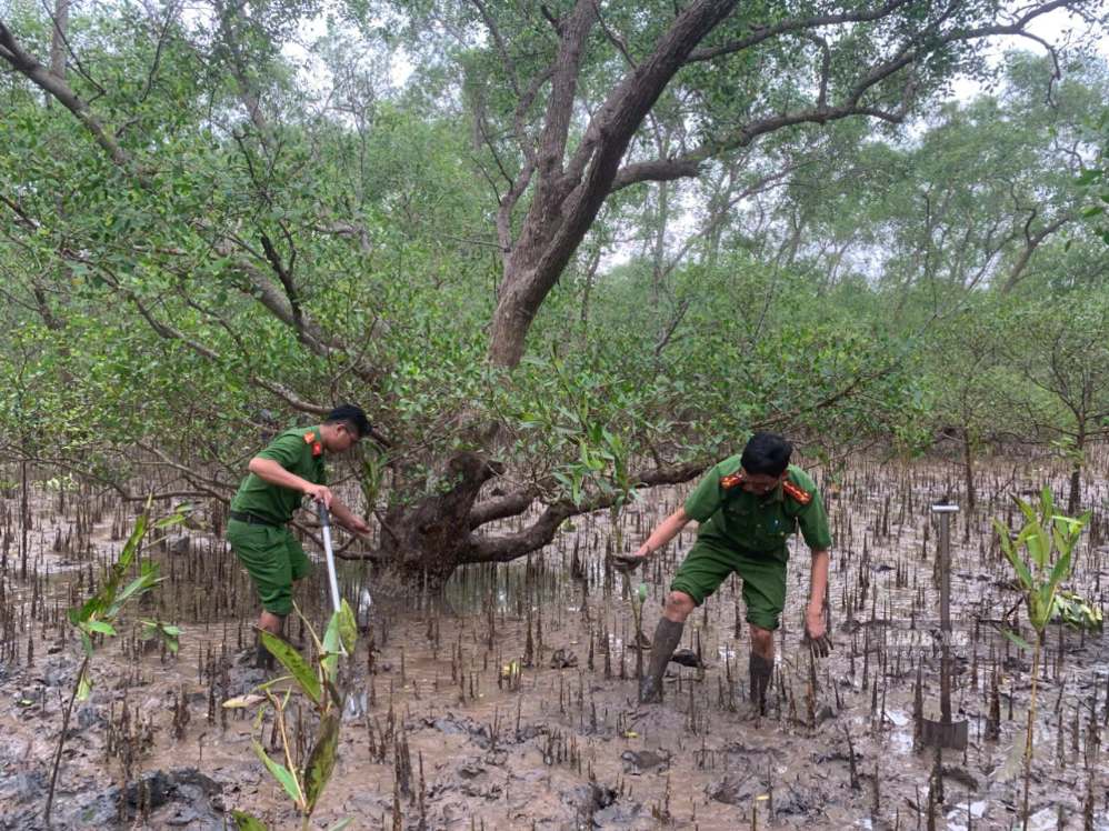 2,000 mangrove trees planted in the coastal area of My Long commune. Photo: Hoang Loc
