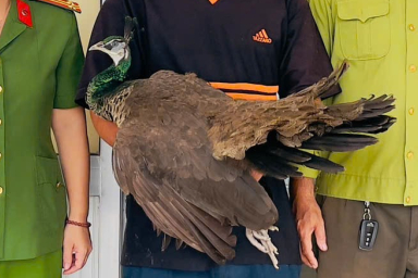 The individual Indian peacock weighs about 5 kg. Photo: Can Tho City Police