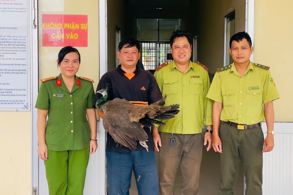 Ông Triệu Minh Tâm chủ động liên hệ Công an phường để giao nộp cá thể chim công. Ảnh: Công an TP Cần Thơ