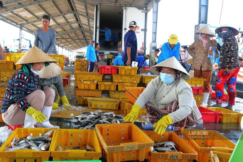 Hoạt động lên xuống hàng hóa thủy sản tại Cảng cá Trần Đề. Ảnh: Phương Anh