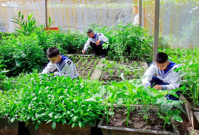 Để có được những vườn rau xanh tốt, quân và dân trên các đảo ở Đặc khu Trường Sa đã sử dụng hệ thống nhà che chắn gió, cọc lưới và giải pháp tưới tiết kiệm nước ngọt để bảo vệ cây non. Ảnh: Nguyễn Trường