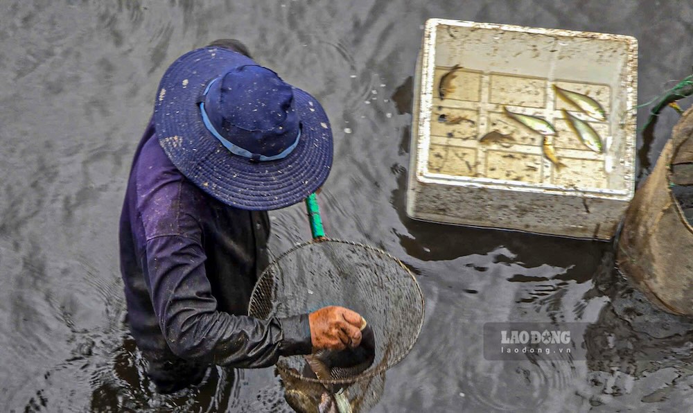 Cá bắt được từ trằm được người dân gom lại ngay tại chỗ sau những lượt kéo rớ. Ảnh: Hưng Thơ