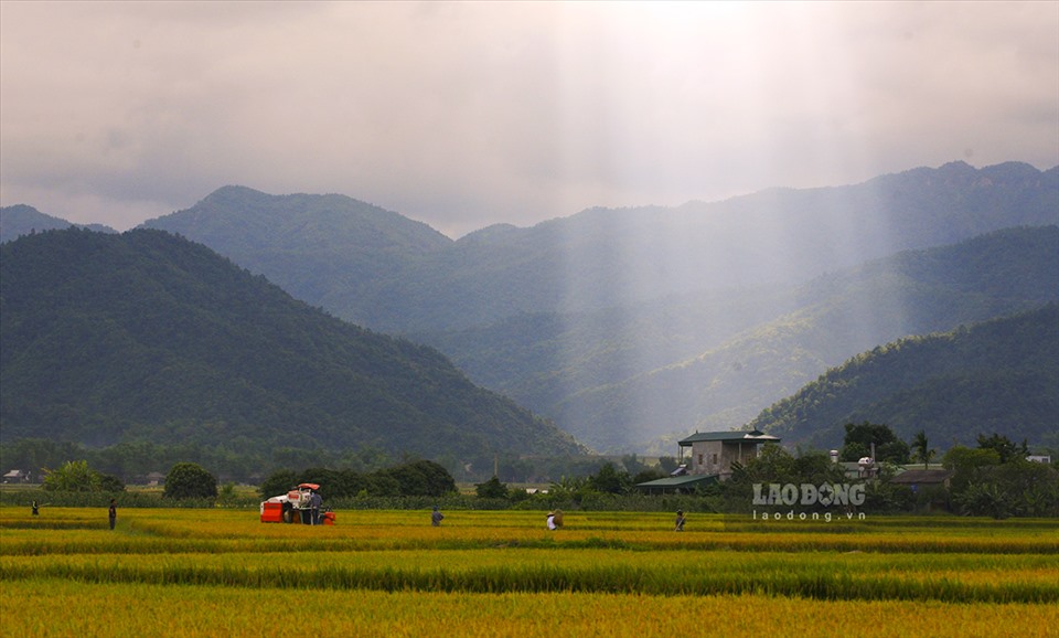 Vựa lúa lớn nhất Tây Bắc - Mường Thanh được hình thành có sự đóng góp lớn của Đại thủy nông Nậm Rốm. Ảnh: Thành An