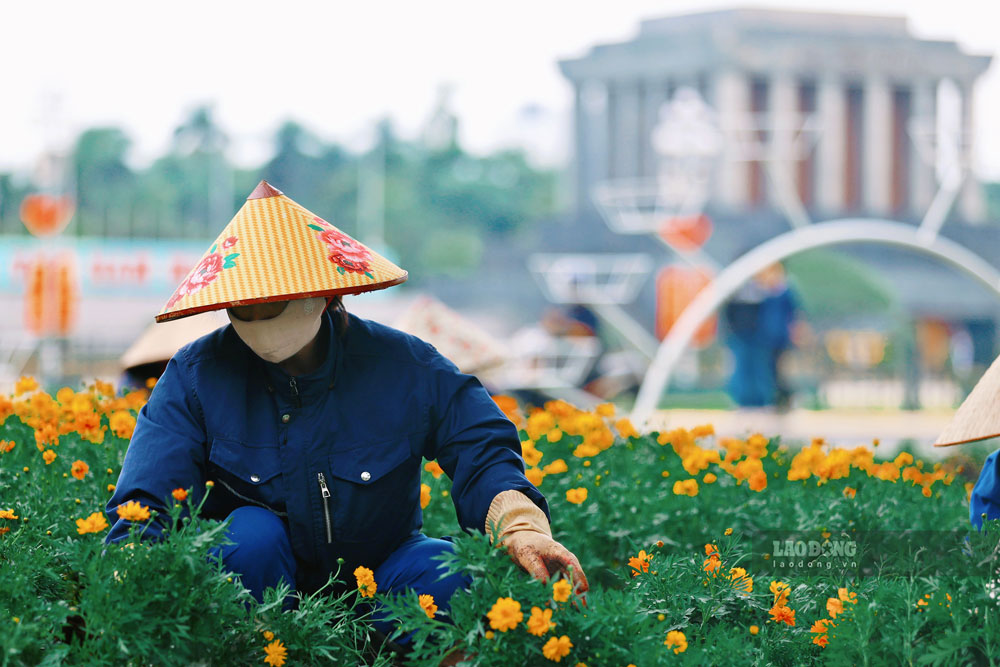 thảm hoa