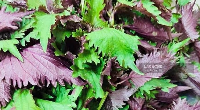 Perilla leaf water is believed to support controlling uric acid. Photo: Kieu Vu