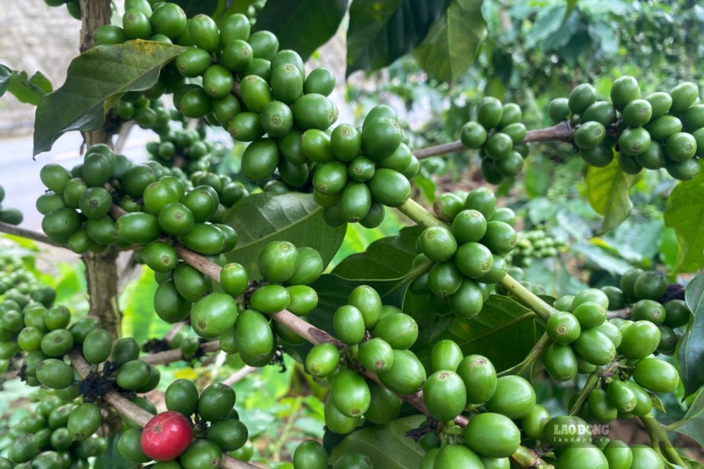 Người dân xã Chiềng Mai chuẩn bị thu hoạch cà phê. Ảnh: Trường Sơn