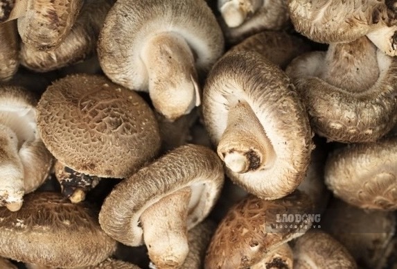 Shiitake mushrooms sun-dried before use can provide significantly more vitamin D than conventional vegetables. Photo: Kieu Vu