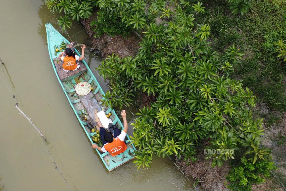 Chị Diệu thu hoạch lê ki ma. Ảnh: Tạ Quang