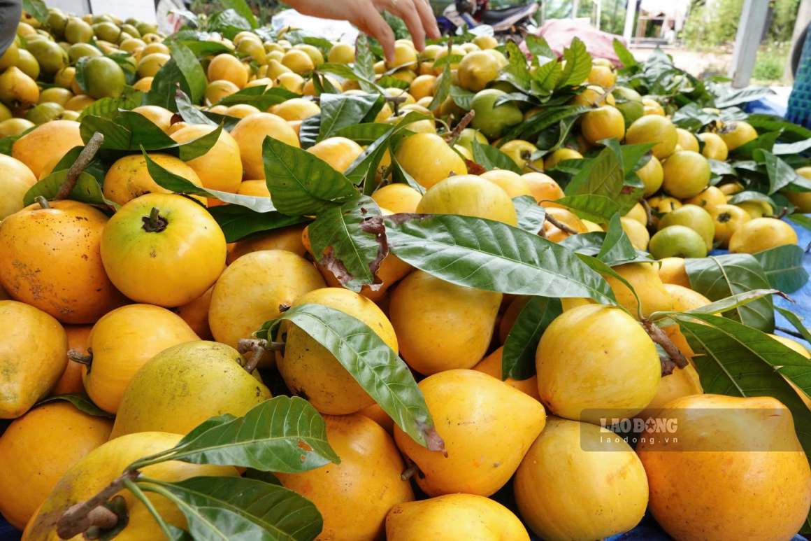 Chị mua lê ki ma của nhiều hộ dân tại TP Cần Thơ với giá ổn định từ 8.000 - 10.000 đồng/kg. Ảnh: Tạ Quang