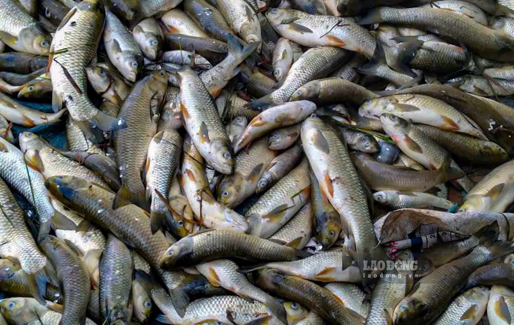 The number of dead grass carp raised in cages continues to increase. Photo: Nguyen Luan