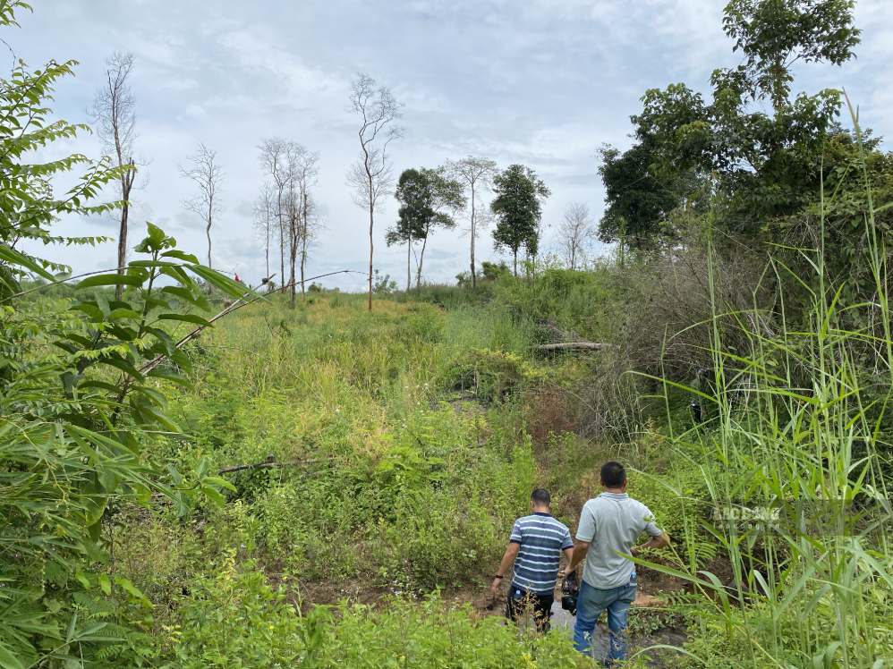 Many areas of rubber trees in Gia Lai are dead and underdeveloped. Photo: Thanh Tuan
