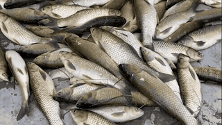 Thousands of grass carp on the Bo River continue to die. Photo: Nguyen Luan