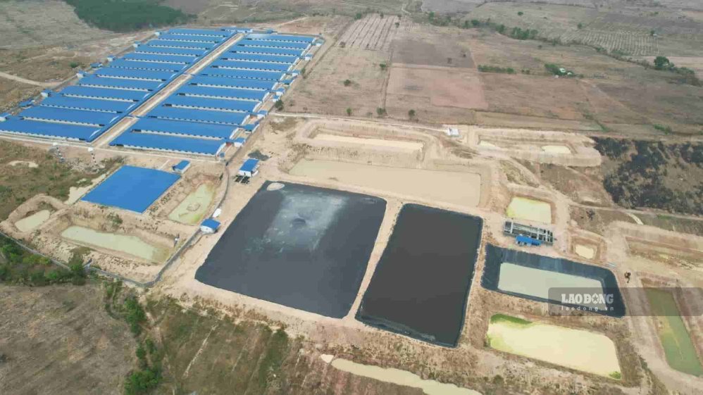 A pig farm project in the western area of ​​Gia Lai. Thanh Tuan's photo