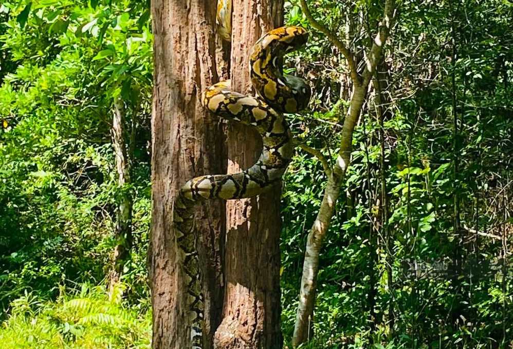 Rare python released back into the forest. Photo: Duy Tuan
