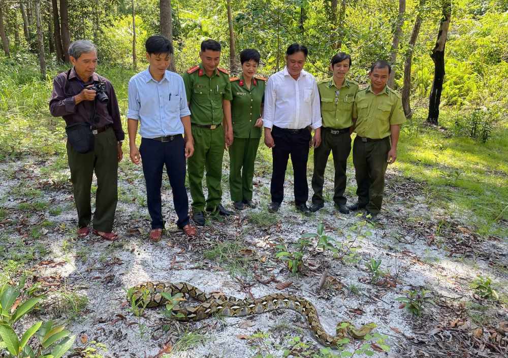Lực lượng chức năng thả cá thể trăn về rừng. Ảnh: UBND xã Tuyên Quang