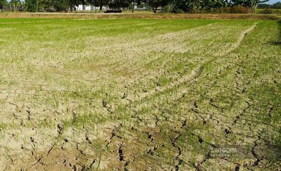 Many rice areas in Nghi Loc commune (Nghe An) lack water. Photo: Ngoc Anh