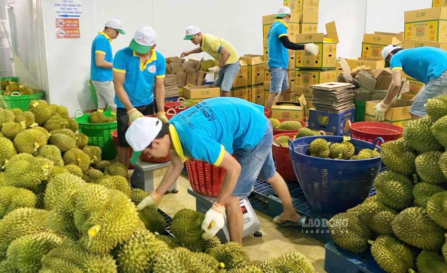 The planting area code is removed, businesses want to maintain pre-inspection associated with output. Photo: Phuc Khanh