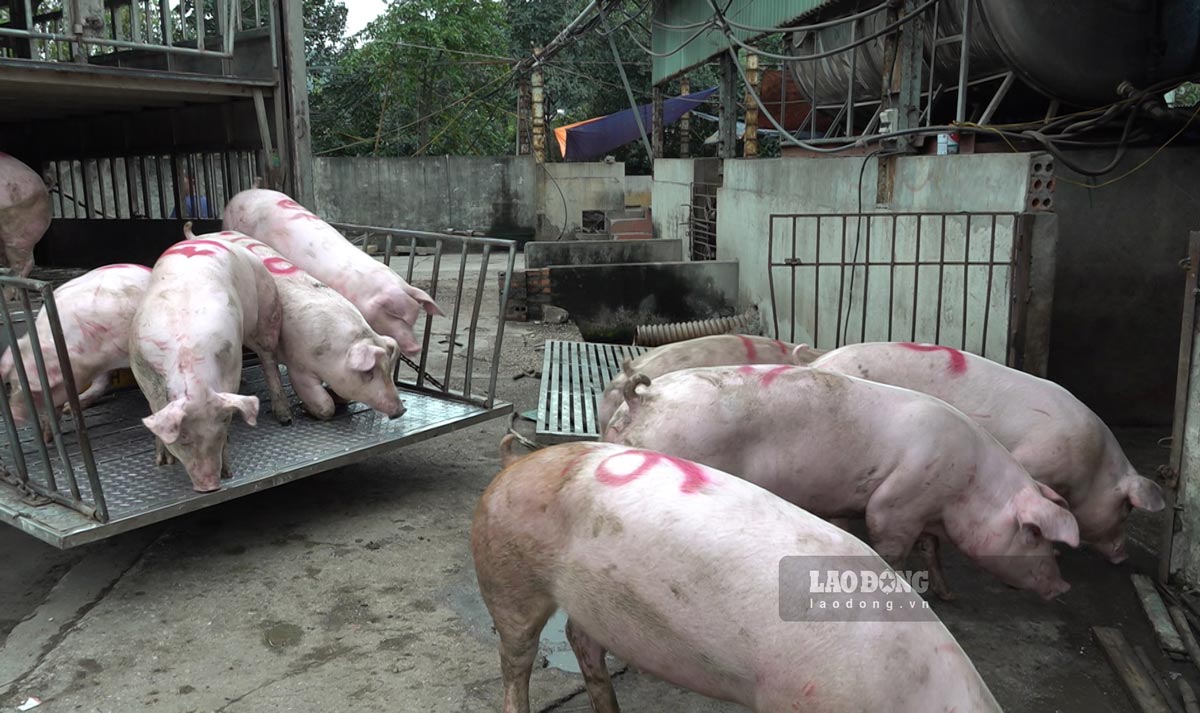 Centralized slaughterhouse in Ha Tu ward, Quang Ninh province Photo: Doan Hung
