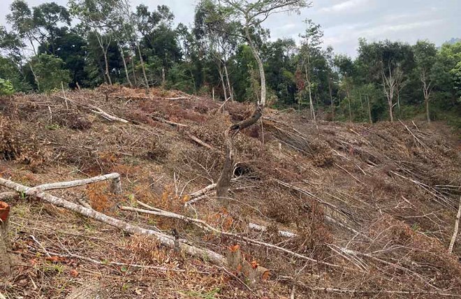 Thanh Yen commune is still searching for people who brought rice to plant on the destroyed forest area. Photo: Forest rangers provided.