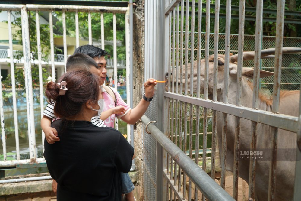 Mr. Tran Le Minh Huy (Can Gio commune) and children traveled about 3 hours by car and ferry to Saigon Zoo and Botanical Gardens to have fun during the September 2nd holiday. Photo: Ngoc Anh