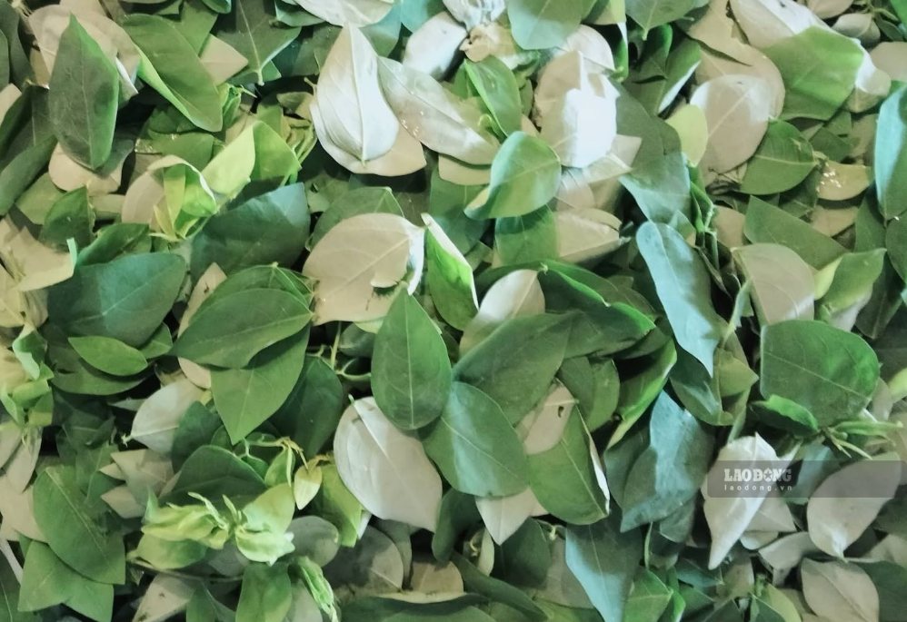 Malabar spinach can support liver protection and reduce fat accumulation when processed properly. Photo: Kieu Vu