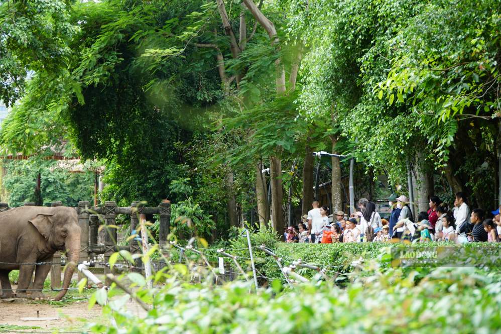 People and tourists visit Saigon Zoo and Botanical Gardens during the holiday 2. 9 years ago. Photo: Thanh Chan