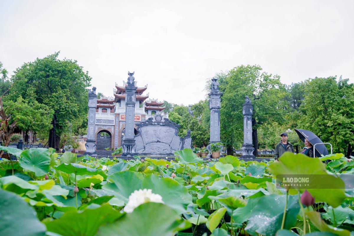 Lotus flowers from many regions gathered at Kim Lien Special National Relic Site on National Day 2. 9. Photo: Duy Chuong