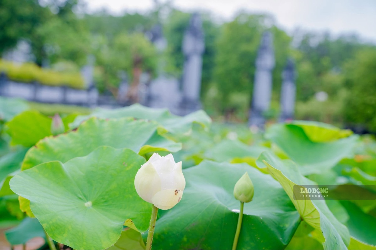 Người dân về dự Lễ giỗ Chủ tịch Hồ Chí Minh sẽ được tặng một bông sen để dâng lên Bác. Ảnh: Duy Chương