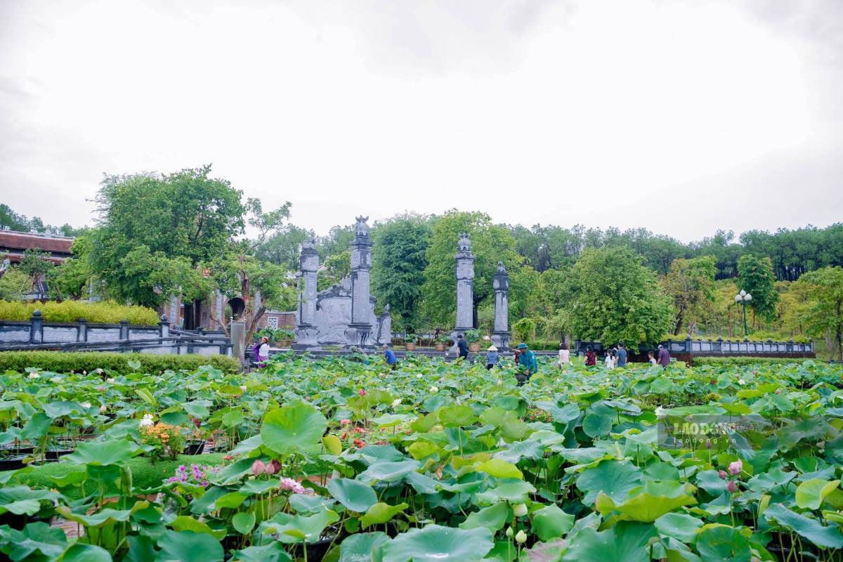 Không gian sen tại quê Bác được tạo nên trong những ngày cuối mùa sen, mang ý nghĩa tưởng nhớ Chủ tịch Hồ Chí Minh. Ảnh: Duy Chương