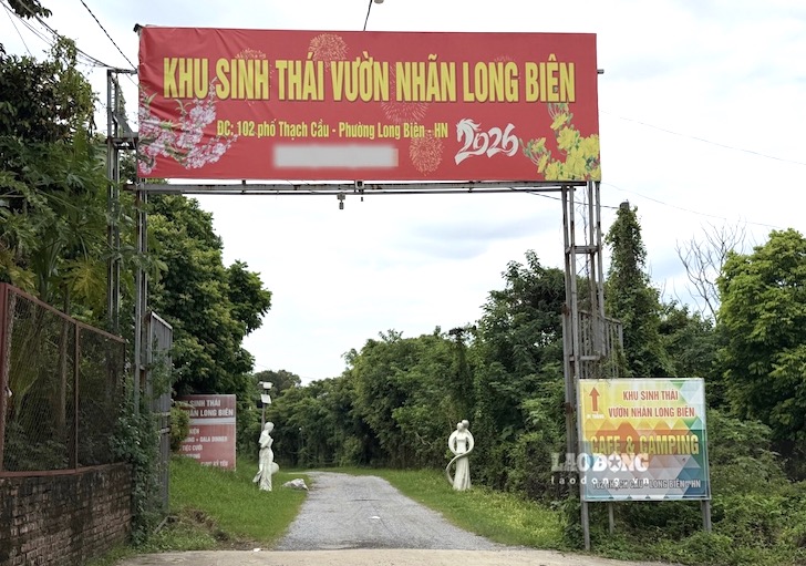 Khu du lịch sinh thái Vườn nhãn Long Biên - một trong những tổ hợp sinh thái tại phường Long Biên, Hà Nội. Ảnh: Phóng viên