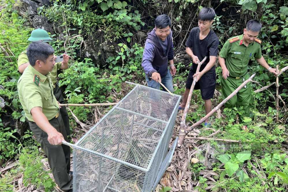 Functional forces of Son La province release the python back to its natural environment. Photo: Ha Hoan