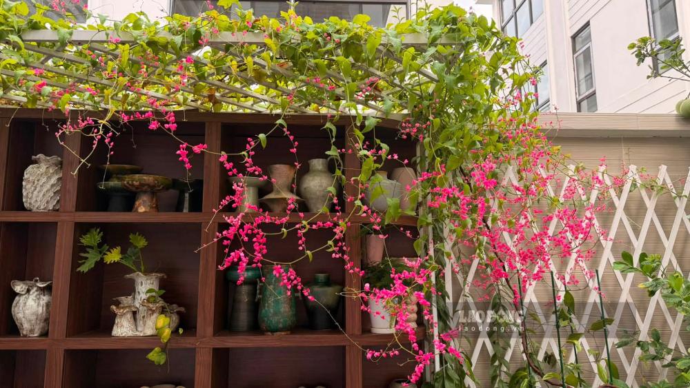 Ngoài nấu ăn chị Hương còn chăm sóc sân vườn. Ảnh: Thu Hương