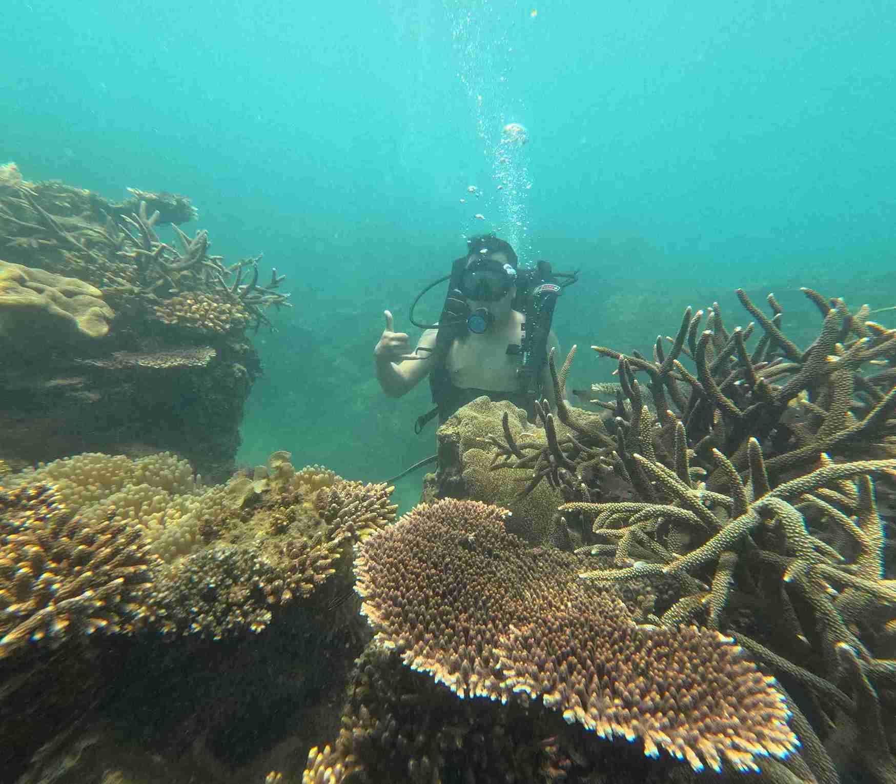 Coral nursery of more than 2ha in the middle of Nha Trang Bay cared for by businesses. Photo: Linh Vu