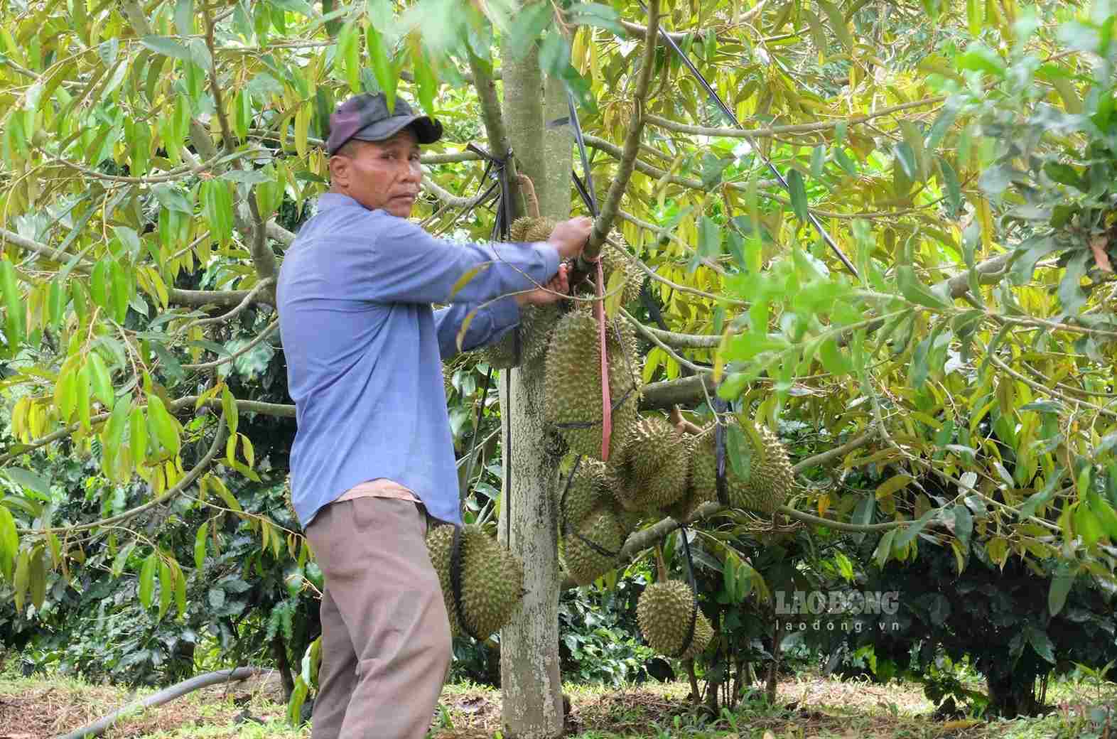 Mô hình sầu riêng đang góp phần giúp nhiều hộ dân tại xã Đam Rông 4 thoát nghèo vươn lên làm giàu. Ảnh: Phúc Khánh 