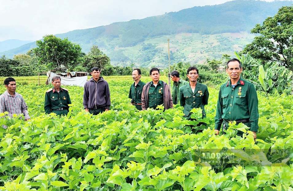 Trồng dâu nuôi tằm là mô hình sinh kế mang lại hiệu quả giúp bà con đồng bào dân tộc thiểu số tại xã Đam Rông 4 giảm nghèo nhanh, bền vững. Ảnh: Phúc Khánh 