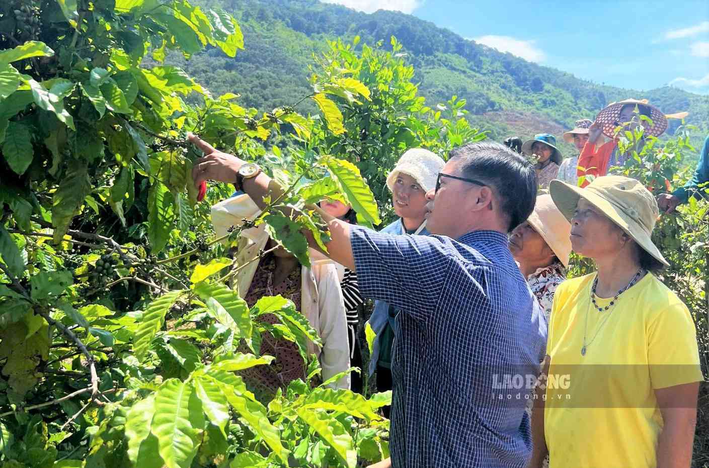 Cán bộ nông nghiệp hướng dân kỹ thuật trồng, chăm sóc cà phê cho người dân Đam Rông 4. Ảnh: Phúc Khánh 