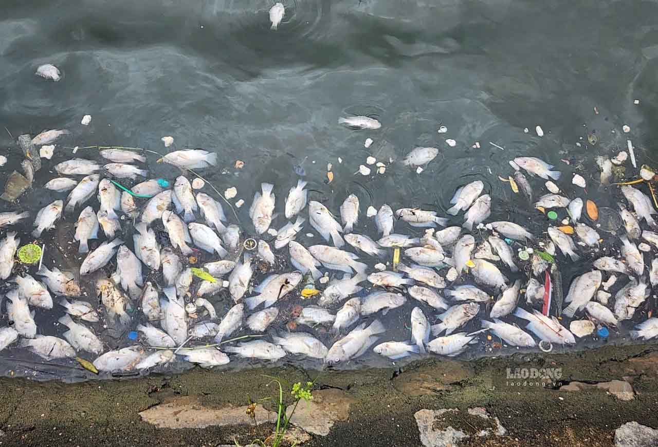 Dead natural fish floating white in the regulating lake in Thanh Sen ward, Ha Tinh province. Photo: Tran Tuan