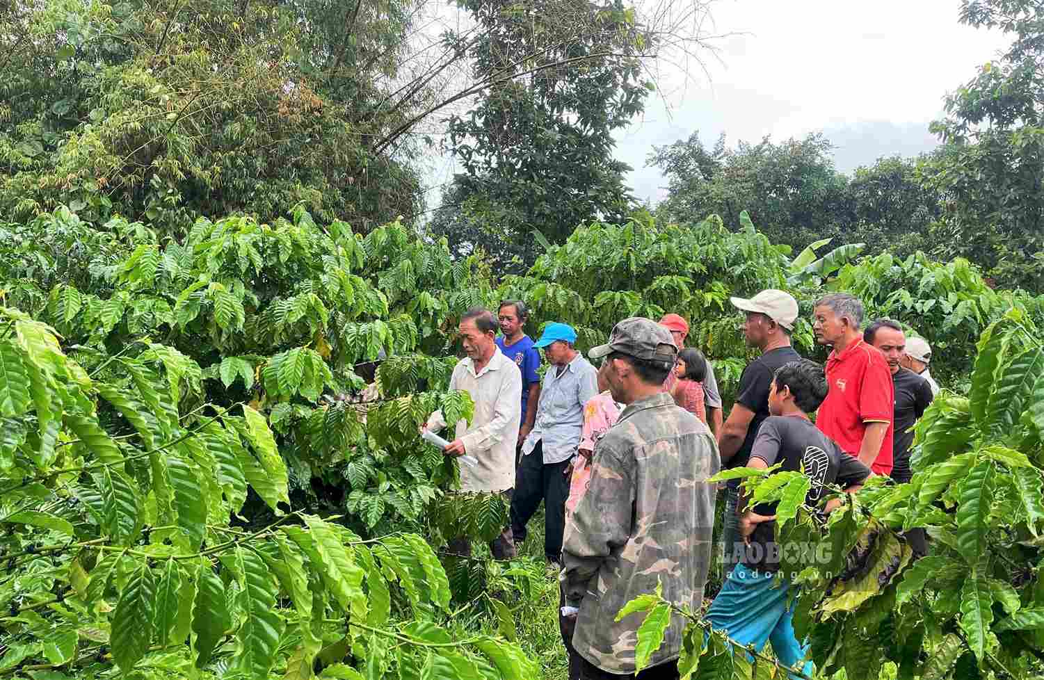 Coffee is the main crop invested in development in Dam Rong commune 4. Photo: Phuc Khanh