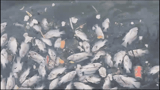 Large number of dead fish appear at the edge of the regulating lake in Ha Tinh. Photo: Tran Tuan