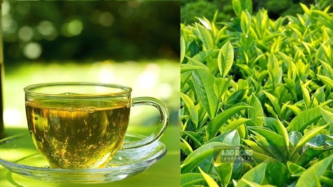 Drinking a cup of unsweetened green tea supports liver protection. Photo: Pham Cong