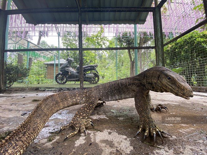 The extremely rare salamander stranded in an eco-tourism area in Khanh Hoa is handed over to functional agencies. Photo: Phuong Linh