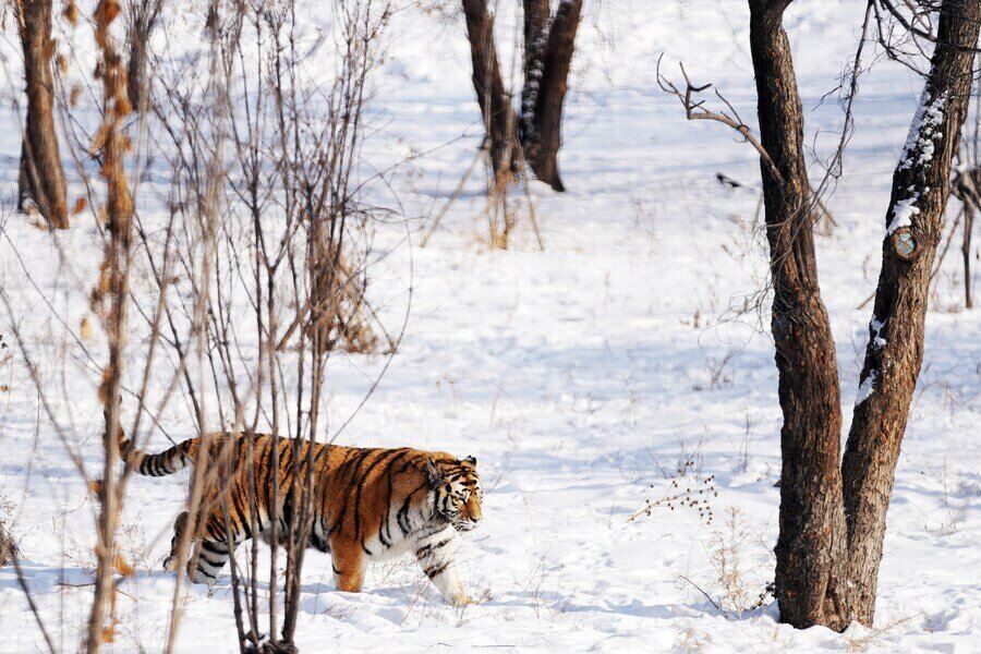 Amur Tiger at Siberian Tiger Park in Harbin (China). This tiger species is being implemented a conservation program by Russia and Kazakhstan to restore its natural population. Photo: Xinhua