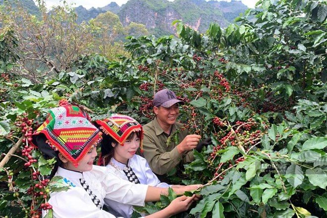 The 2nd Coffee Festival in 2026 is expected to take place in October 2026. Photo: Truong Son