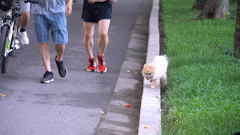 Increasing penalties for stray dogs, people are still anxiously strolling in the park.