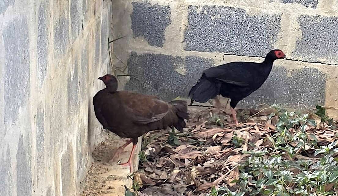 White-crowned pheasant individuals from Europe to Quang Tri. Photo: Tan Huong