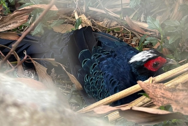 10 rare pheasants return to Vietnam after more than 100 years of raising in Europe. Photo: Vietnam Center for Nature Conservation