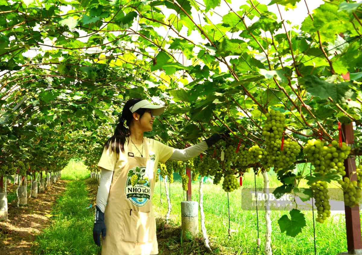 Korean grape garden laden with fruit in Vinh Thuan commune, Hai Phong. Photo: Mai Dung