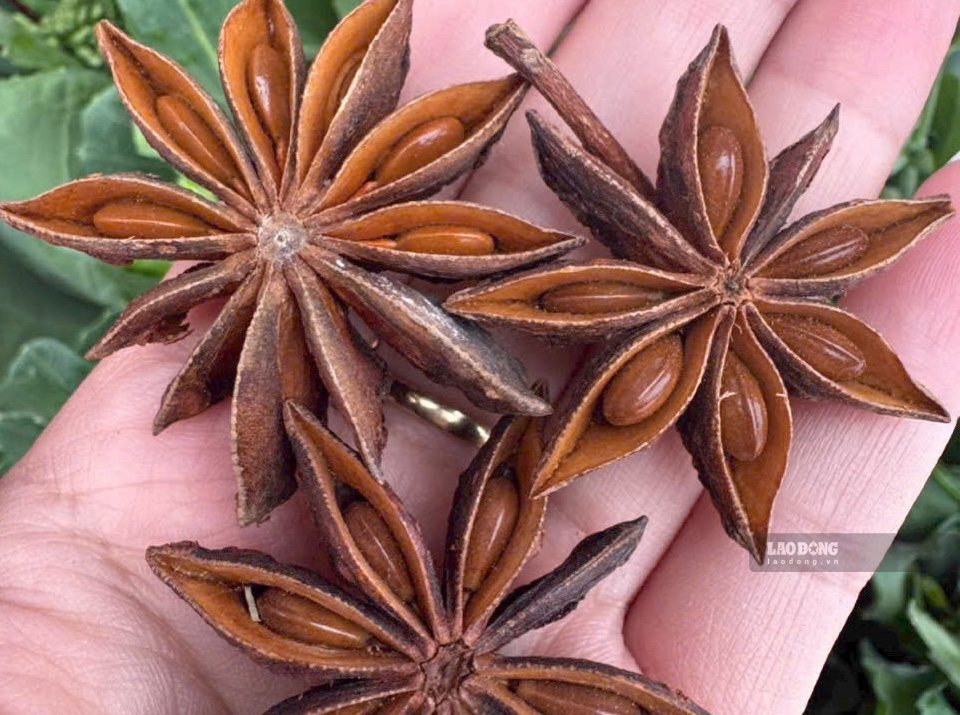 The anise processing plant is expected to increase the value of anise trees, expand output and create more jobs for local workers. Photo: Khanh Linh